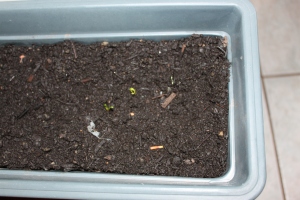 Our spinach is starting to grow too.