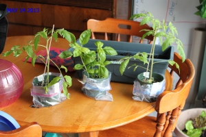 Here are our 2 tomato plants and basil as well as the spinach. The tomatoes have not been re-potted yet due to the cold nights. I thought it would be easier to keep them in the smaller pots until this coming weekend. The tomatoes were left out the one night until almost midnight and have suffered. I sure hope they make it!
